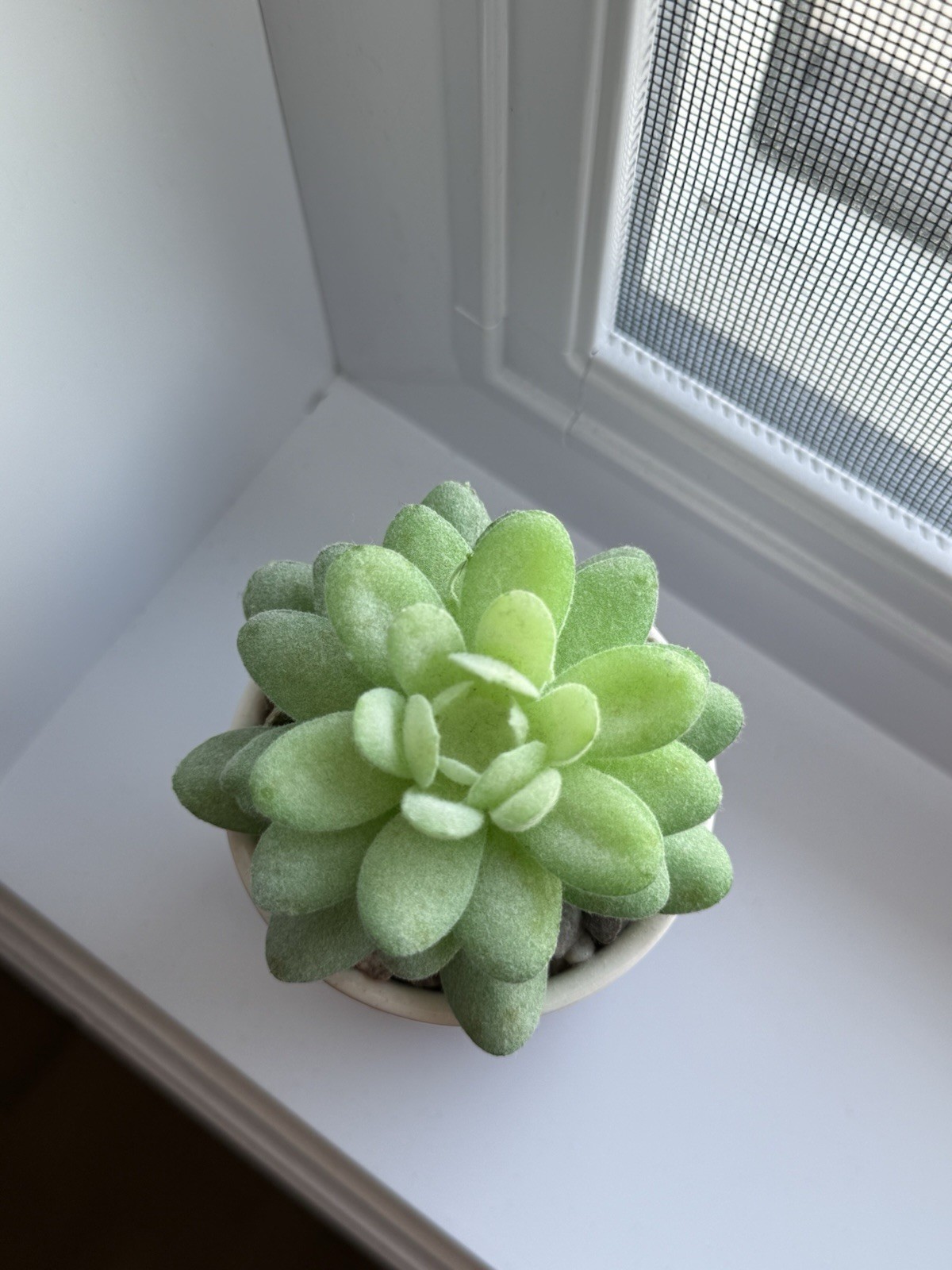 Fake Artificial Succulent Plant in a purple white pot with fake rocks Home Decor