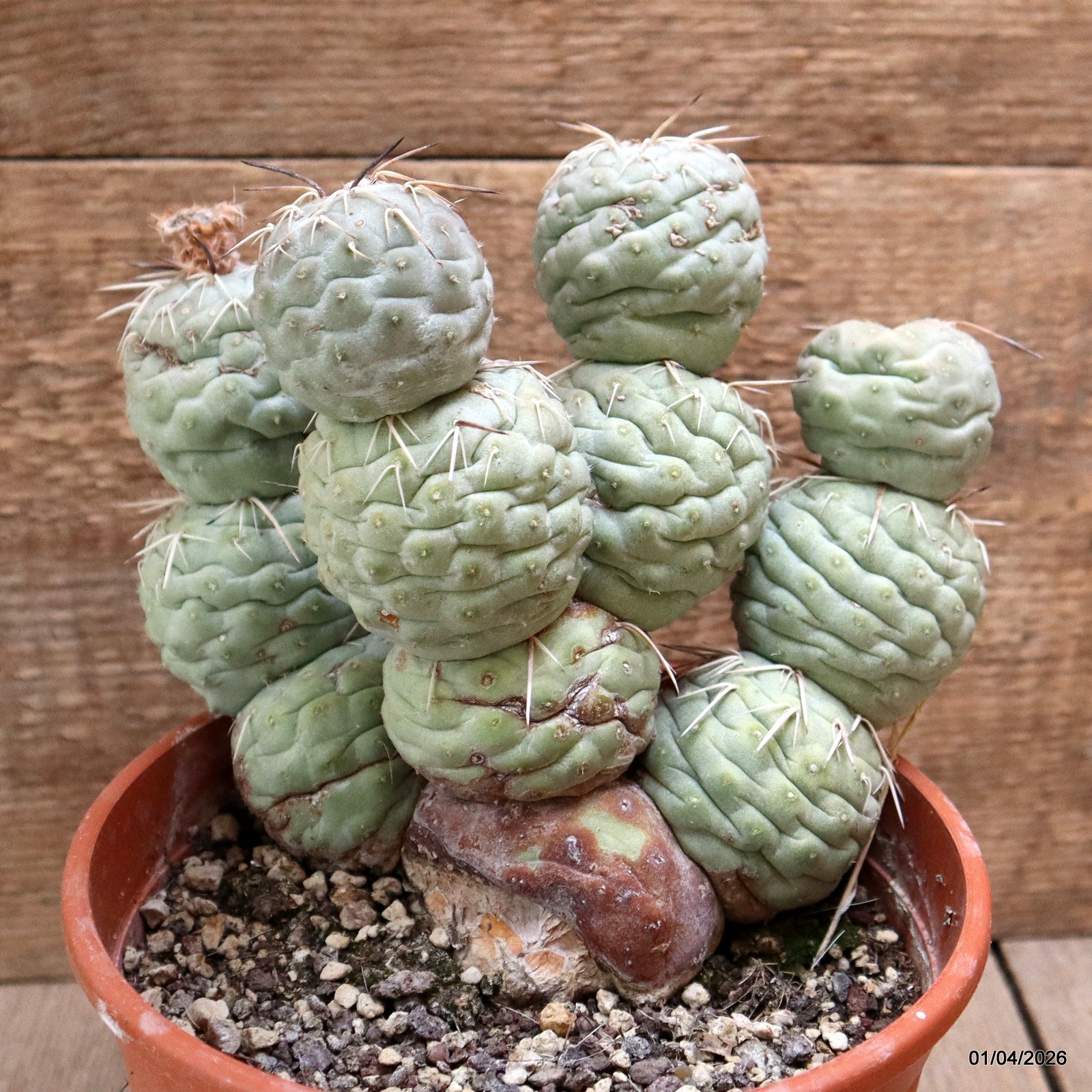 D8174 TEPHROCACTUS GEOMETRICUS GRAFT 12 BALLS pot17-H18-W19 cm MaMa Cactus