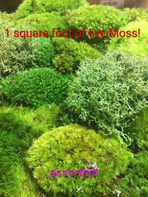 1 Square Foot Of Natural Assorted Live Moss For Decor Terrarium Planting Natura