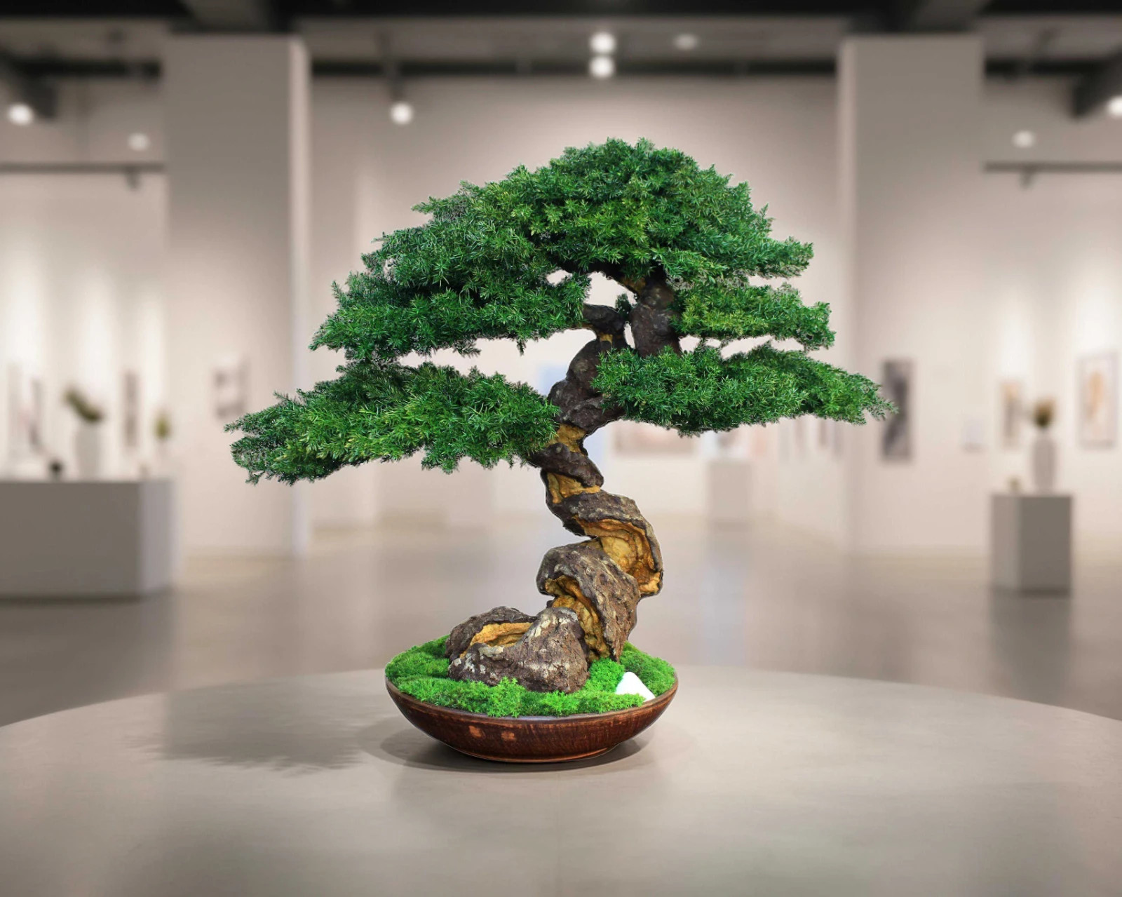 Exclusive Preserved Juniper Bonsai – Interior Art Sculpture. 40 cm / 15.75″