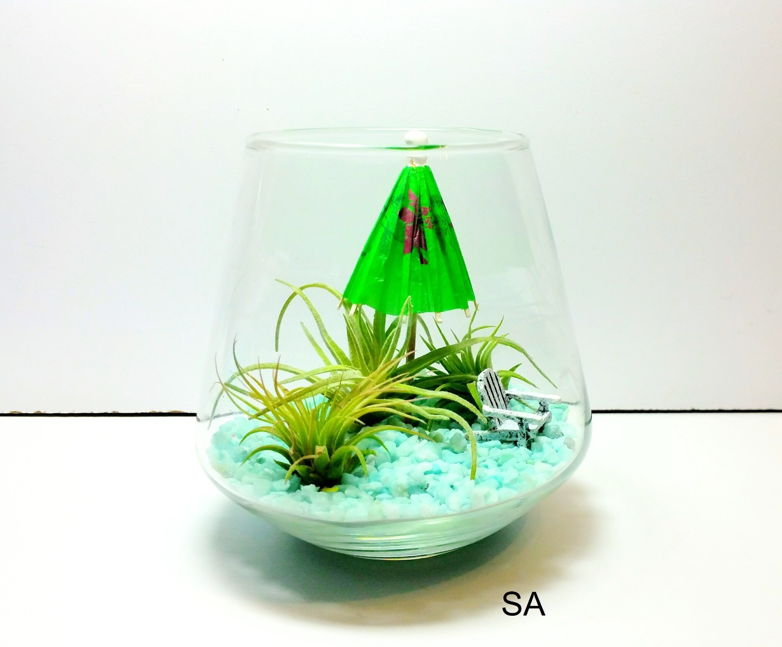Air Plant Wall Decor Shell Air Plant Display Hanging Tillandsia Minimalist
