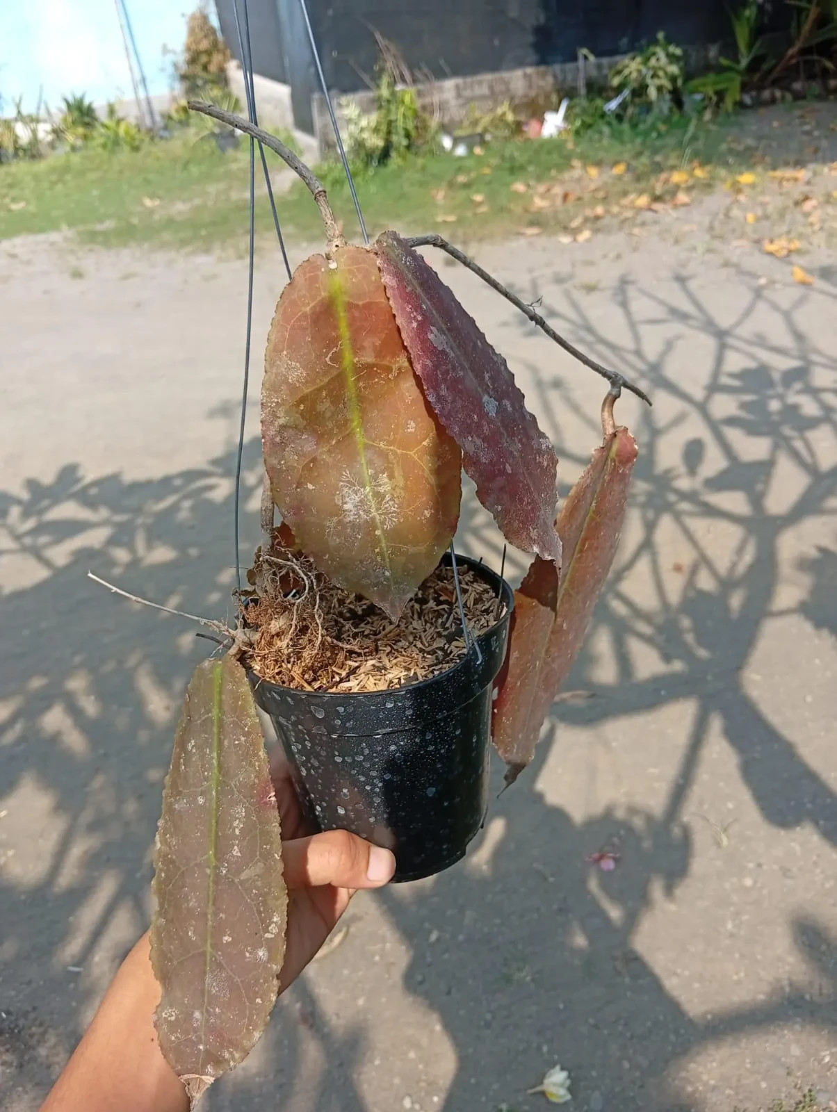 Real Picture Hoya Undulata Red Leaves Rare Plant