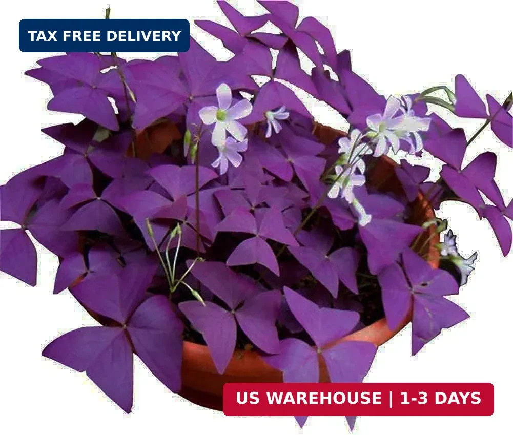 12PCS Purple Shamrocks Bulbs Good Luck Plant Purple Oxalis Bulbs for Planting Gr