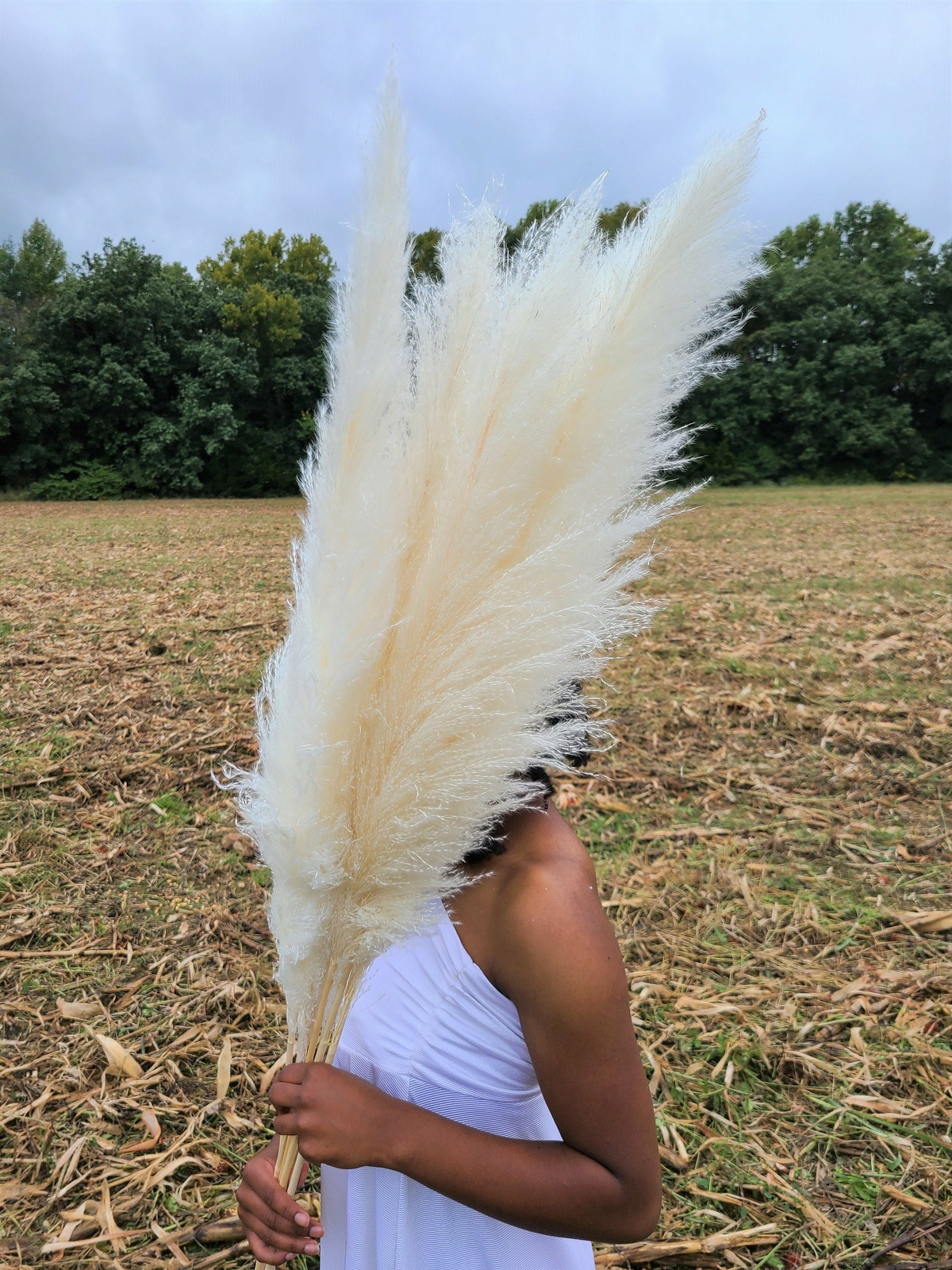 Extra Large Fluffy White Ivory Pampas Grass Jumbo