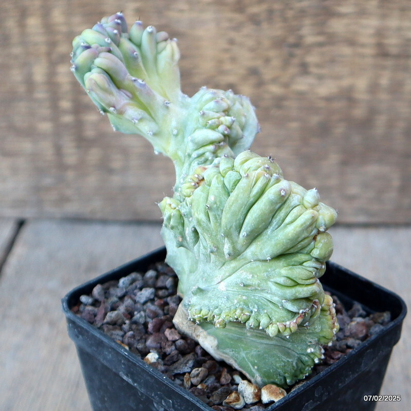 D1497 MYRTILLOCACTUS GEOMETRIZANS STRICTUS pot8-H11-W11 cm MaMa Cactus