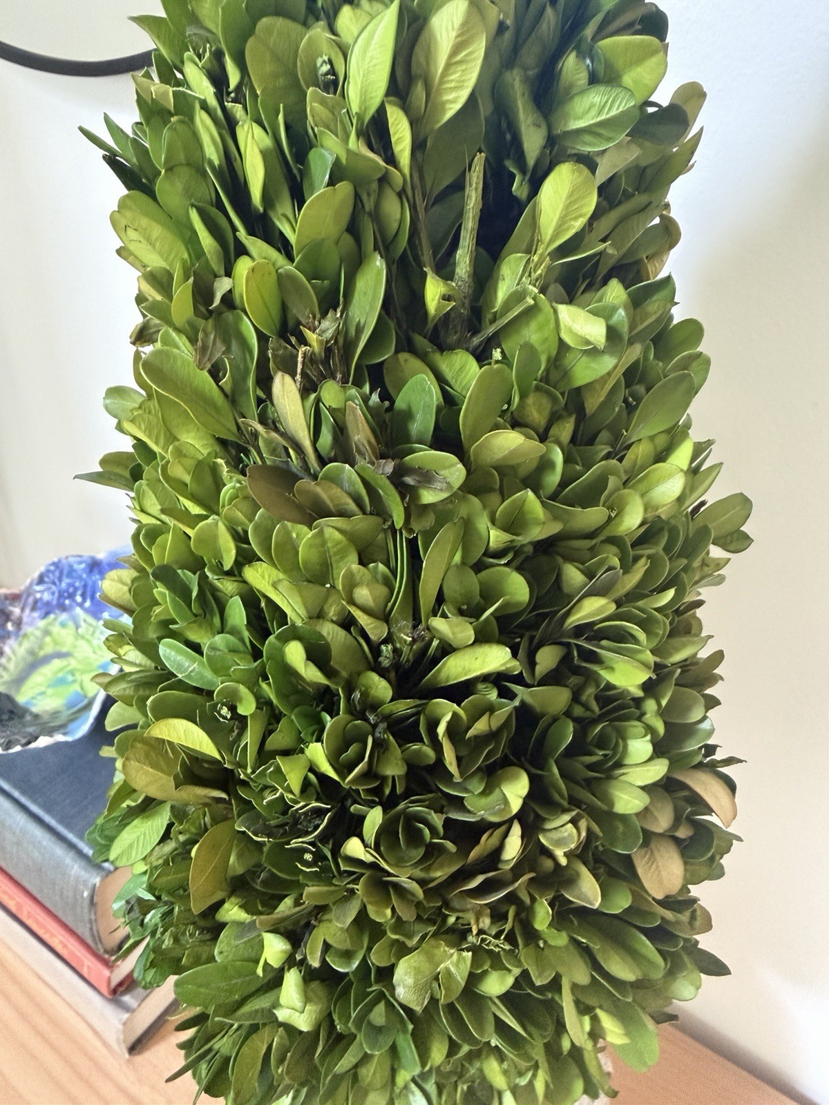 Preserved Boxwood Cone Topiary in a rustic pot, 21.5” tall