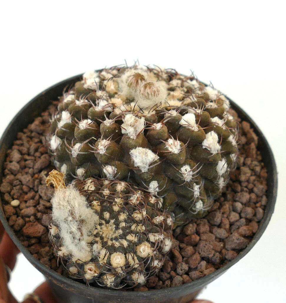 Eriosyce reichei f. krausii (syn. Neoporteria) –