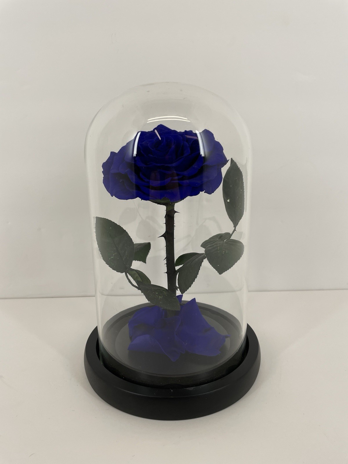 Preserved Rose in Glass Dome Eternal Enchanted Forever Purplish Blue