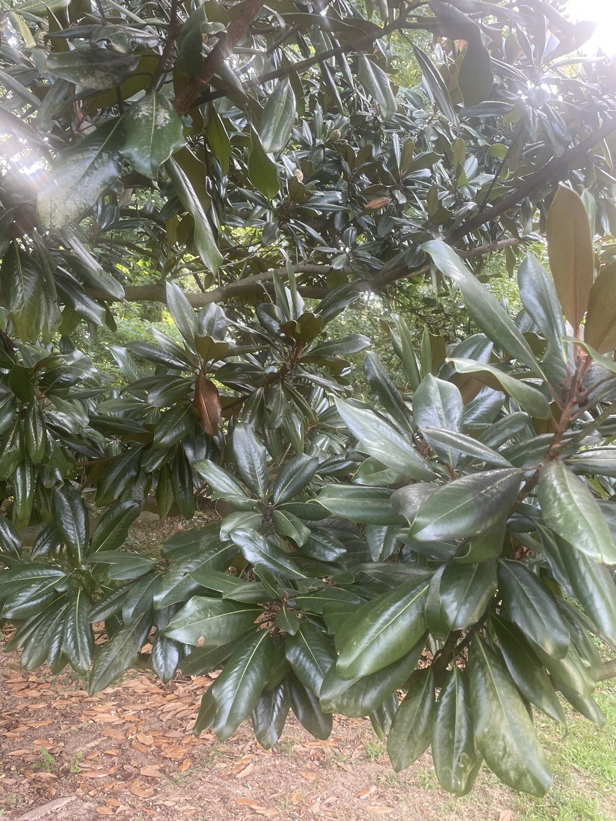 Fresh picked Magnolia Tree Branch Large Size. Approximately 20-30 Leaves
