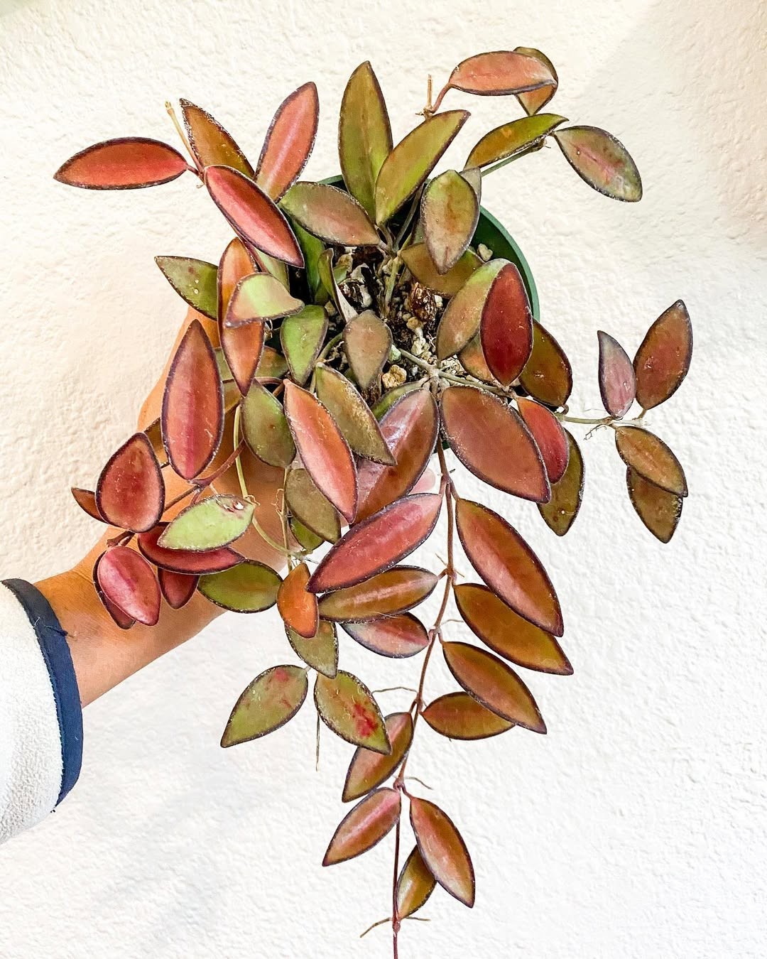 Hoya Rosita Red Leaves Rare Plant