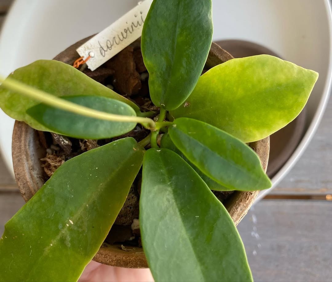 Hoya Darwinii Rare Tropical Wax Plant