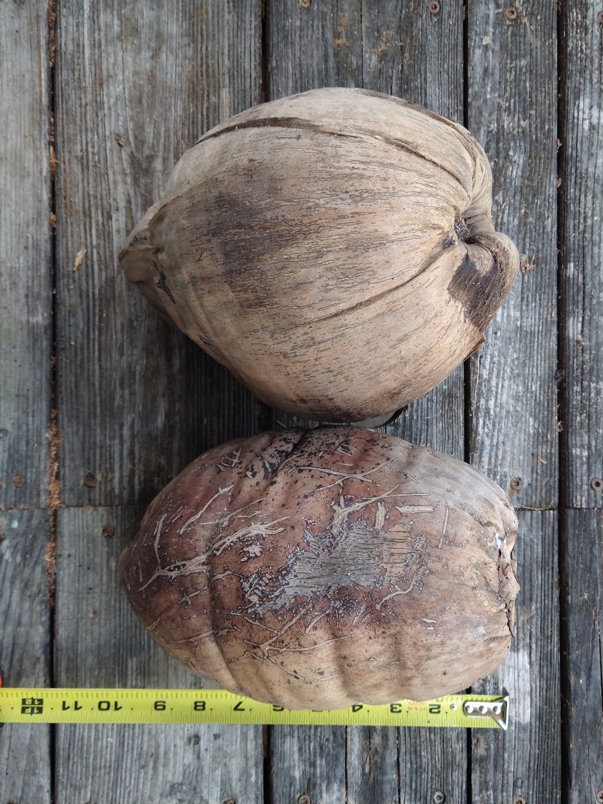 Whole Coconut Husk with Outer Bark Lot of 2 Giant 10″ Arts & Crafts Tiki Decor
