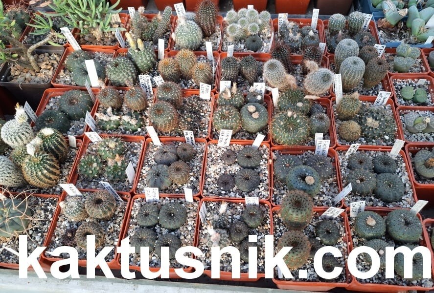 Frailea mix 100seeds harvest 2024