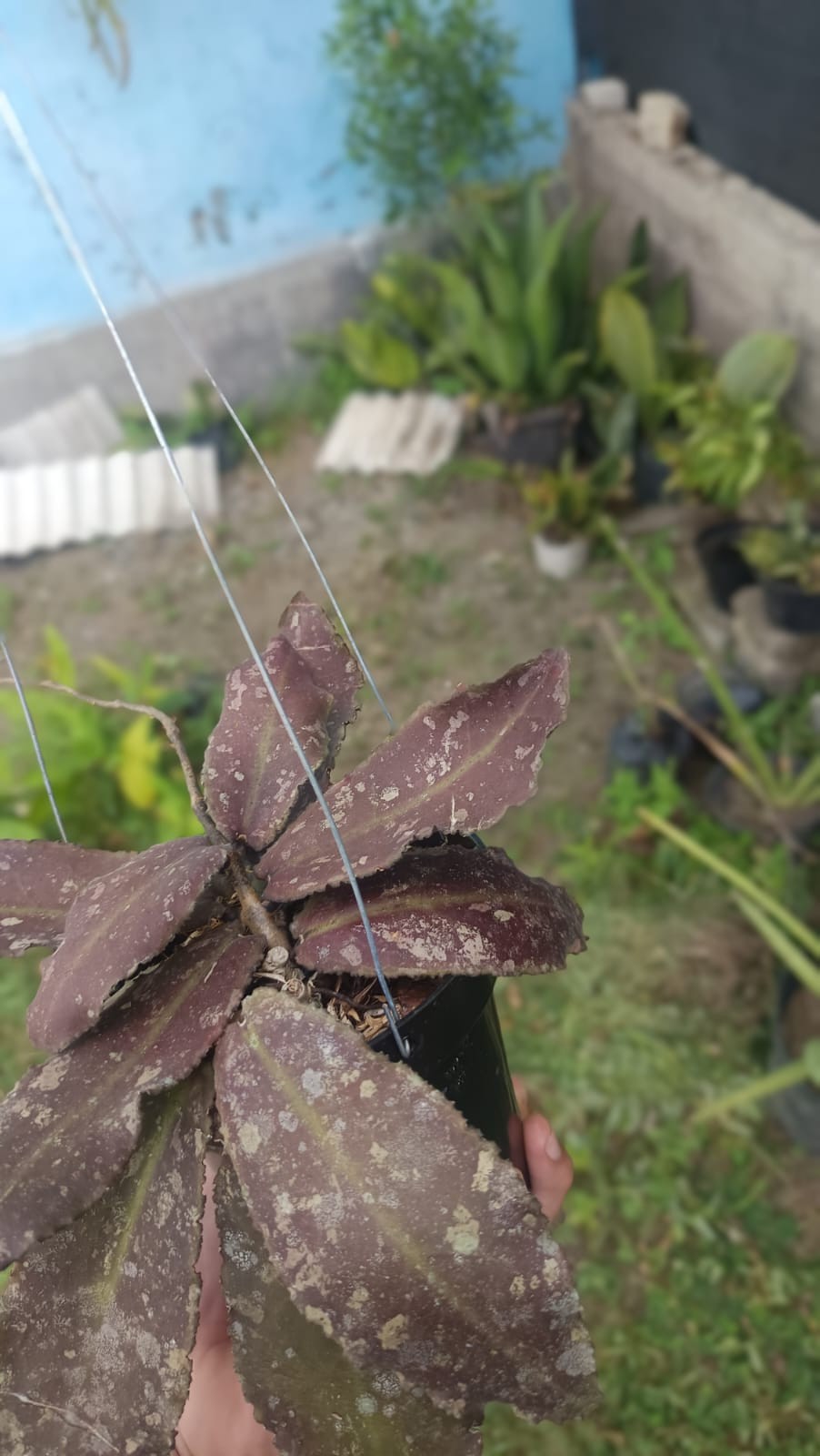 Real Picture Hoya Undulata Red Splash Wavy Leaves Sp Borneo