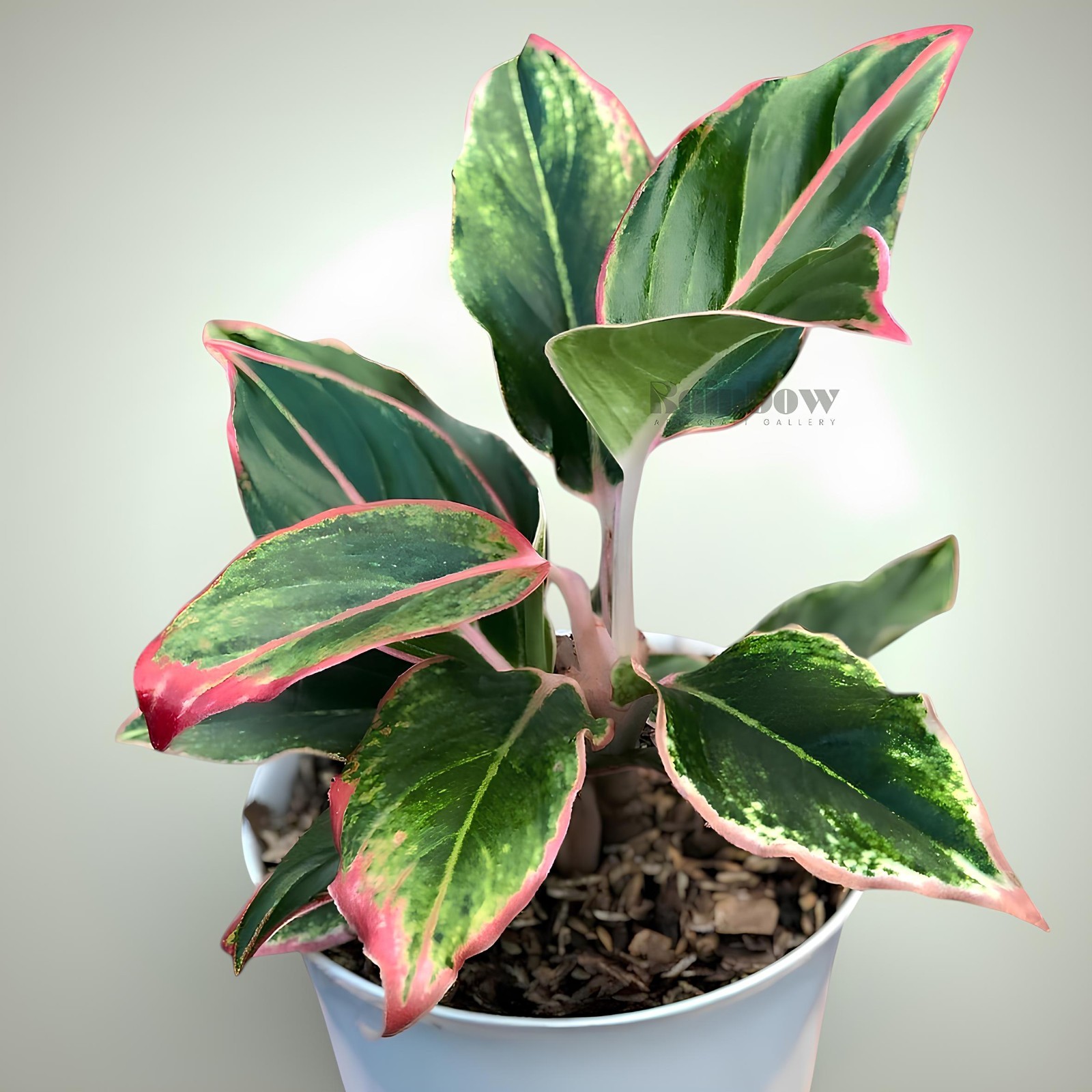 Aglaonema Pink Lipstik Beatiful Ornamental Plant