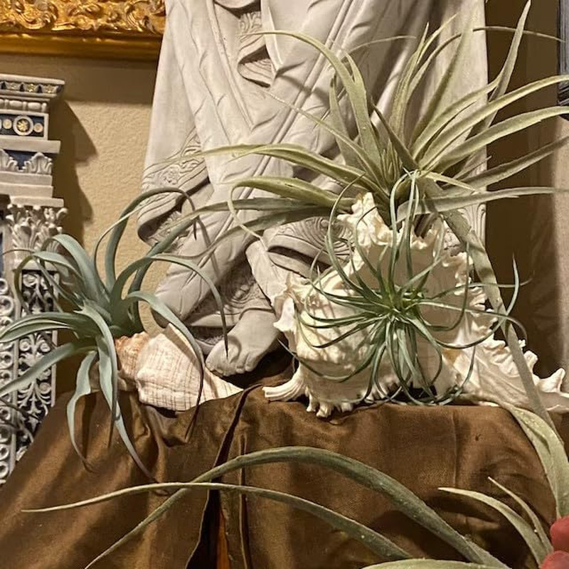 ® Large Green Real Touch Faux Air Plants, Lifelike Fake Tillandsia Pick, Artific