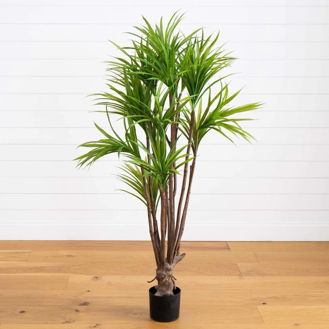 5’ Artificial Dracaena marginata Indoor Potted Houseplant, Broadleaf