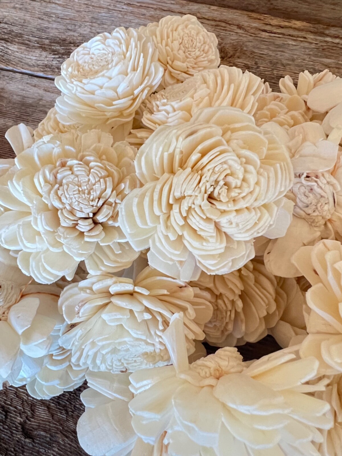 Ivory Belly Sola Wood Flowers – Set of 100 – Craft Flowers