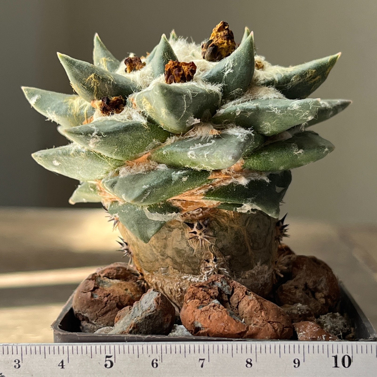 A53-1344 Cactus multihybrid, grafted