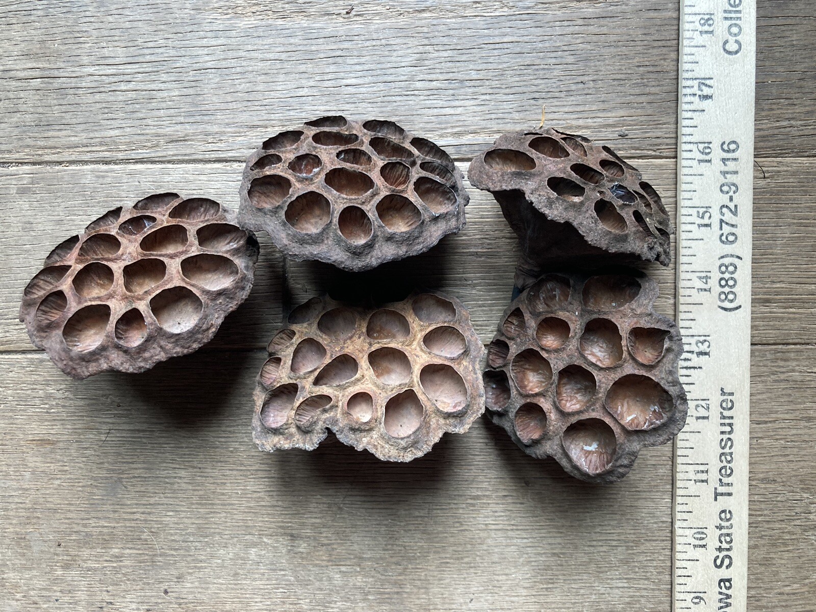 5 Dried Lotus Seed Pod Heads 3” Florist Wreath Decor Aquarium Habitat From USA