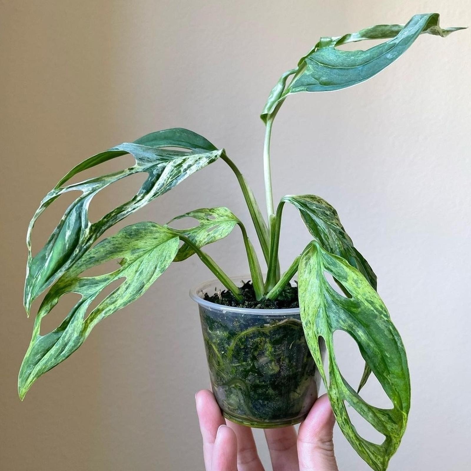 Monstera Adansonii Mint Indonesian Marble Variegated – Live Plant Grow in Pot
