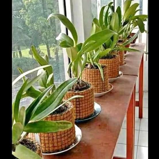 Cocopit pot-natural coconut fiber planter