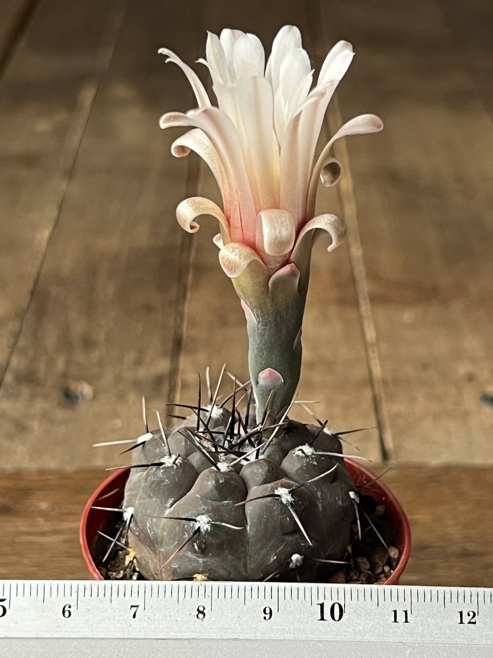 A43-958 Gymnocalycium esperanzae RS2248, Cienaga del Coro, Minas, own root