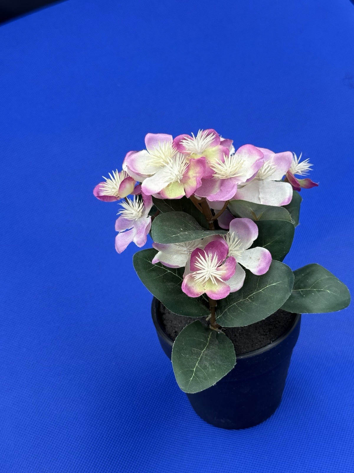 Potted Flower Lavendar preowned nice looking window table or bed flower.