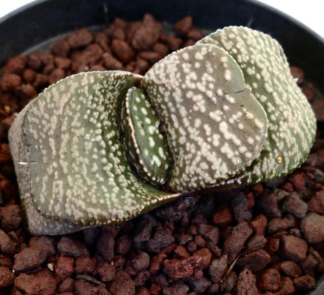 Gasteria armstrongi cv. ‘Diamond KIng’ – Armstrong’s gasteria | Armstrong gaster