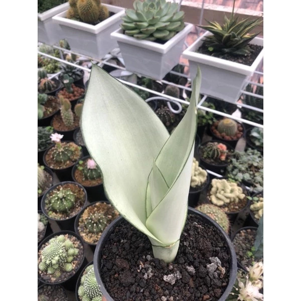 Sansevieria Moonshine Rare Snake Plant Live Exotic Plant PL082