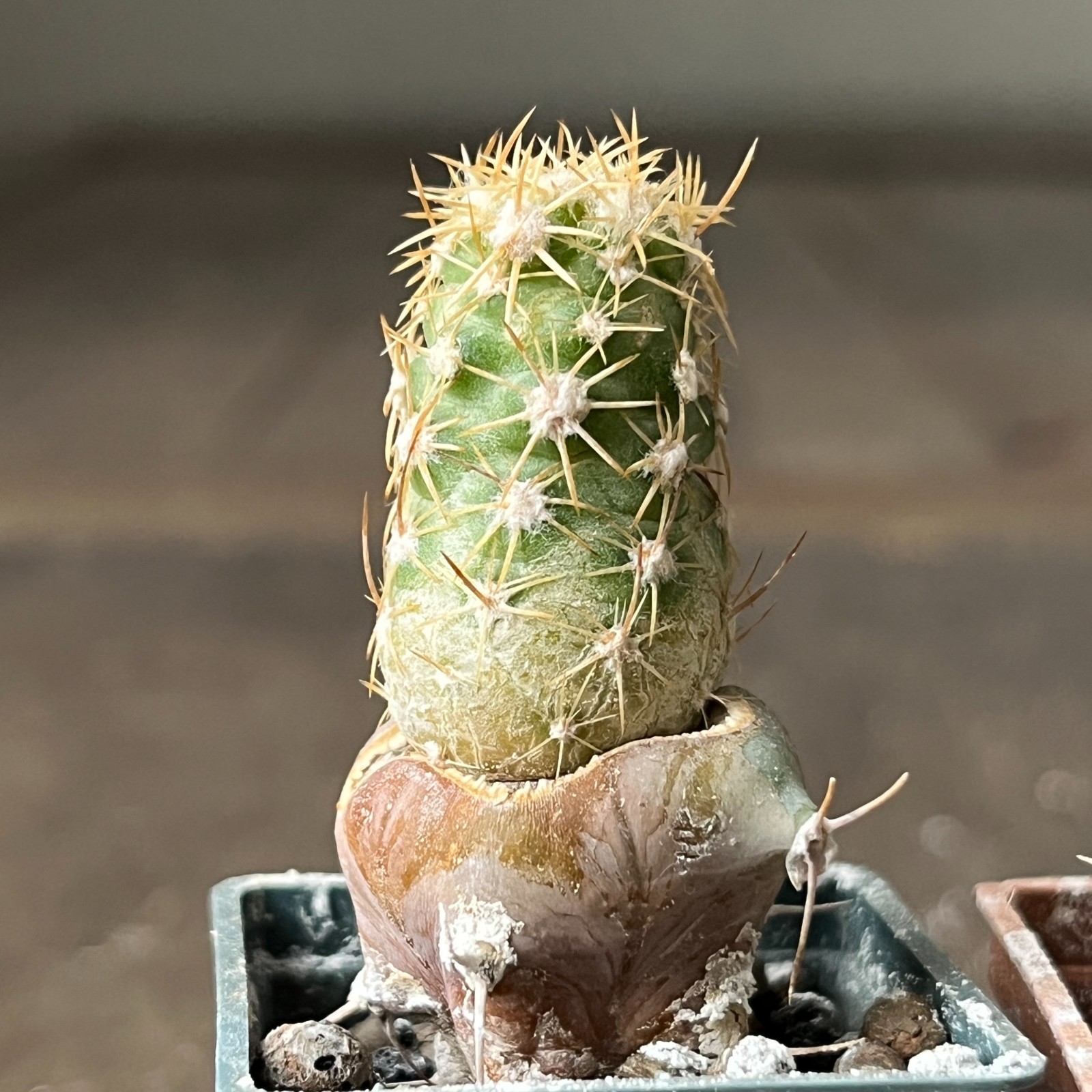 A26-773 Coloradoa mesae-verdae, 4 pieces, grafted