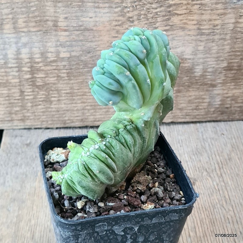 D5749 MYRTILLOCACTUS GEOMETRIZANS CRESTED pot8-H11-W13 cm MaMa Cactus