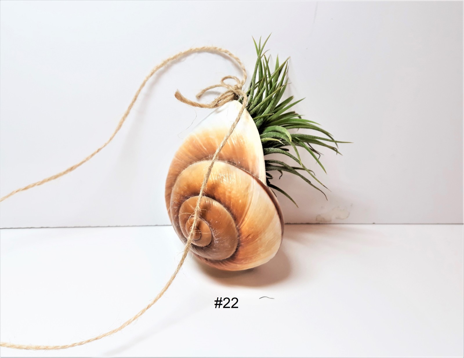 Air Plant Wall Decor Shell Air Plant Display Hanging Tillandsia Minimalist