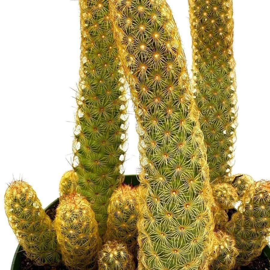 Mammillaria Elongata Lady Finger Live Cactus Copper King, Plants Rare Plants US