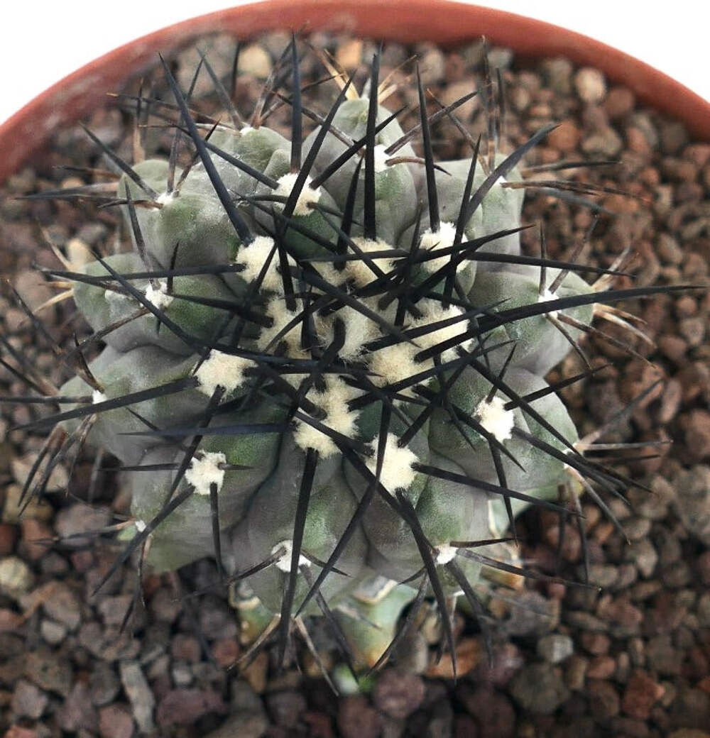 Copiapoa cinerea GRAFTED GRAY BODY & BLACK SPINES – Copiapoa cactus | Gray copia