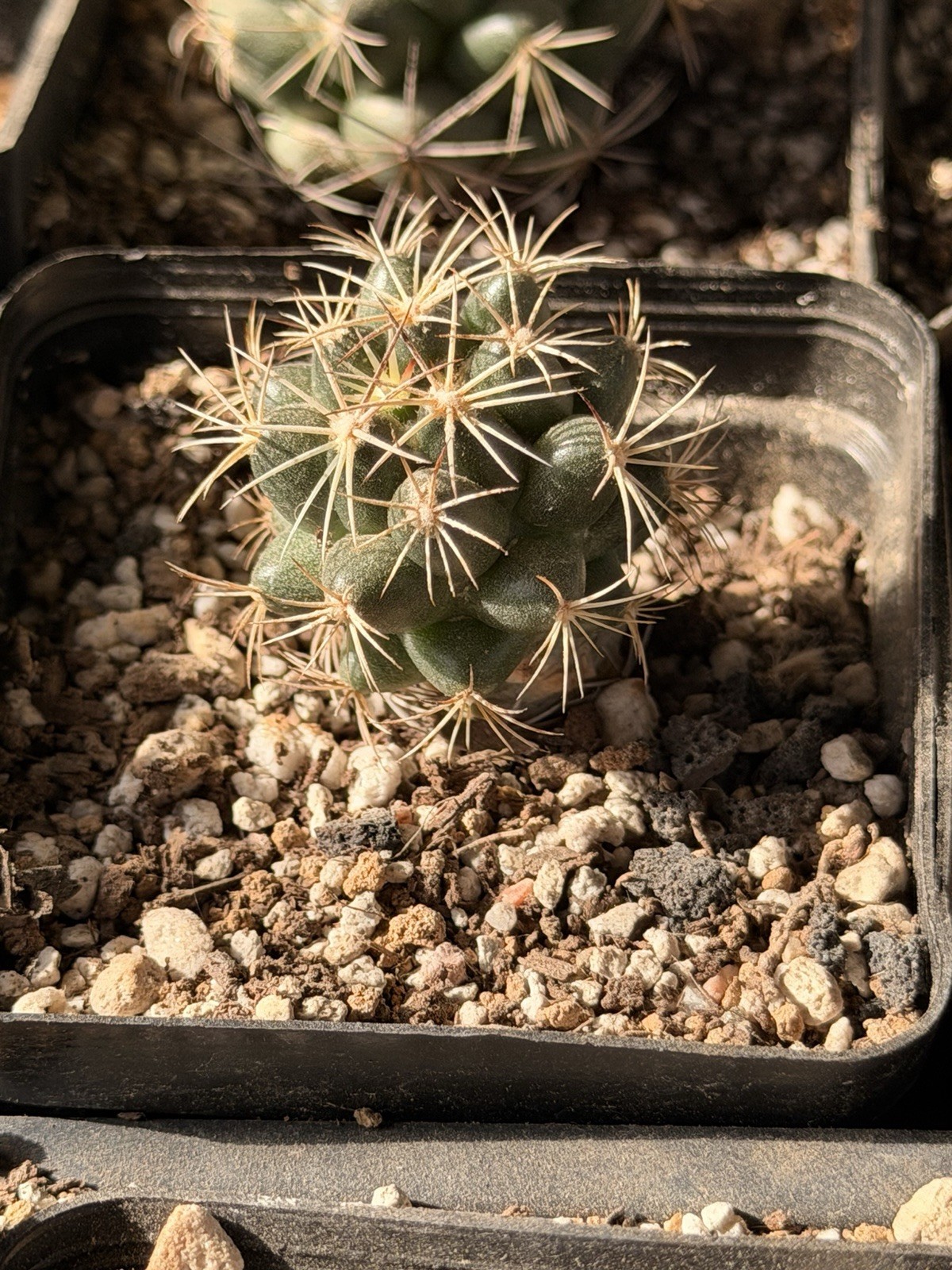 CORYPHANTHA MAIZ-TABLASENSIS