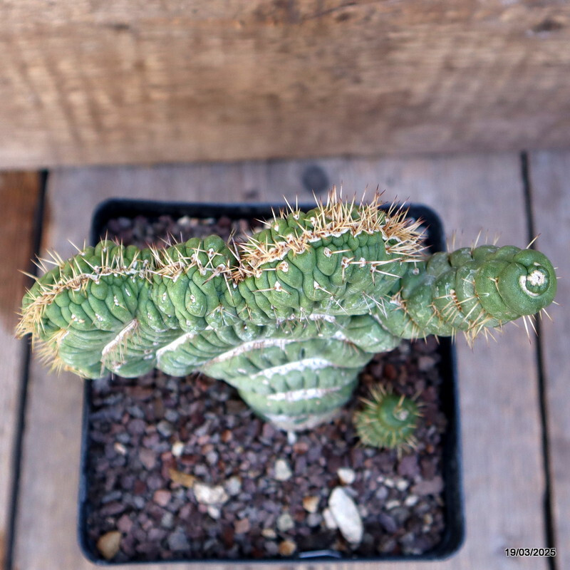 A6948 EULYCHNIA CASTANEA CRESTED pot12-H12-W15 cm MaMa Cactus
