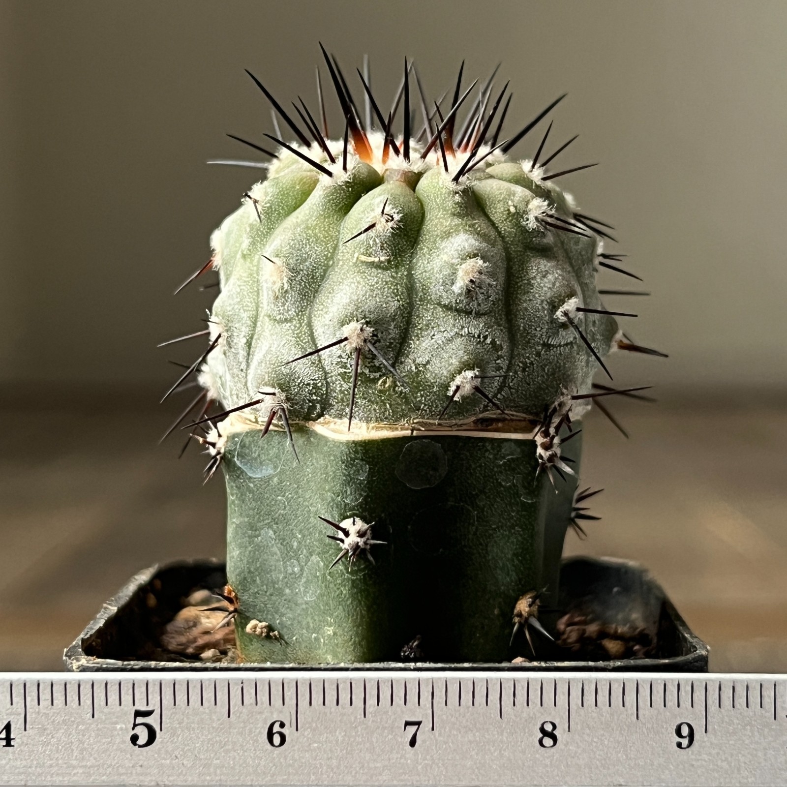 A3-147 Copiapoa columna-alba, CS29, Esmeralda, thick white, grafted