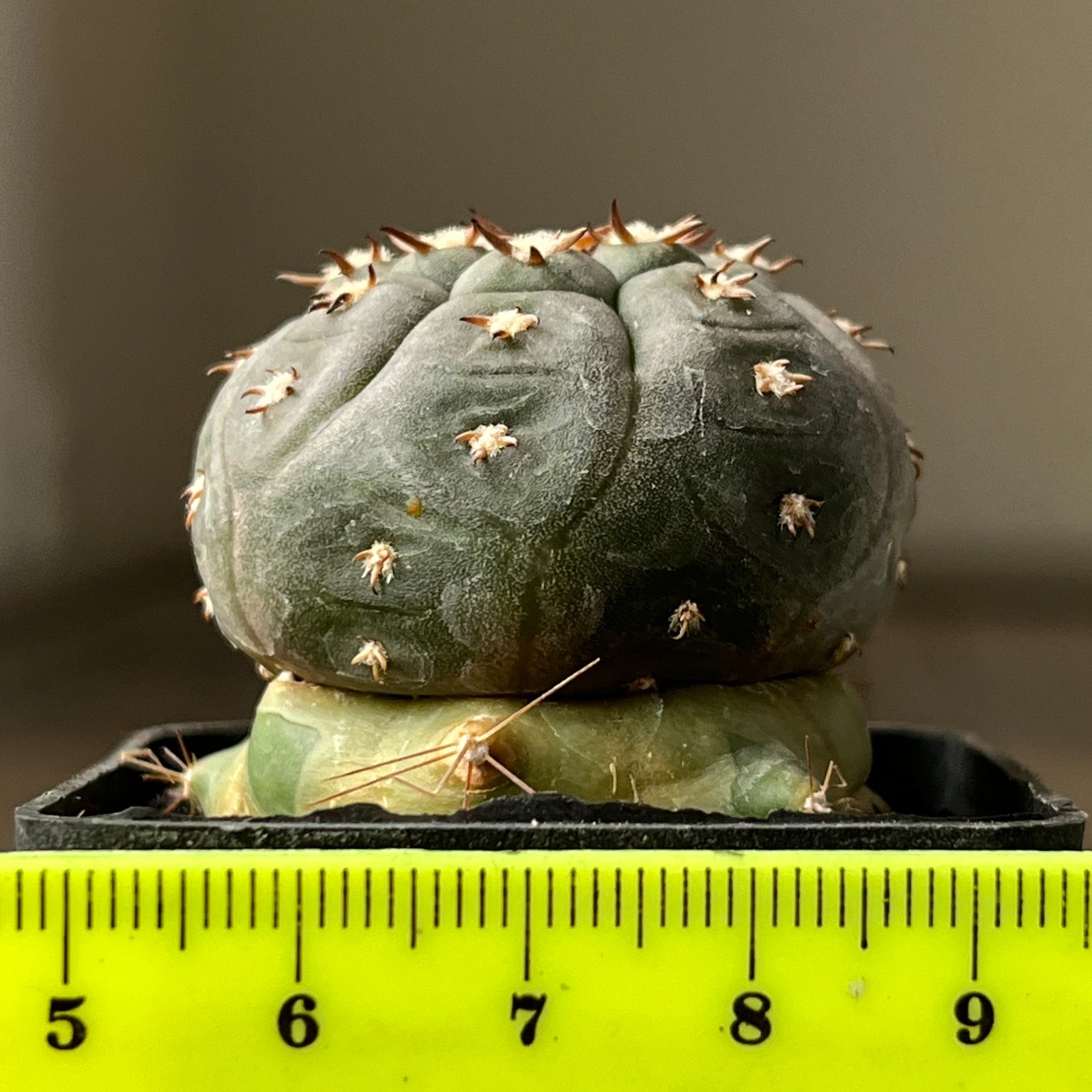 A36-1138 Gymnocalycium unguispinum SL44b, grafted