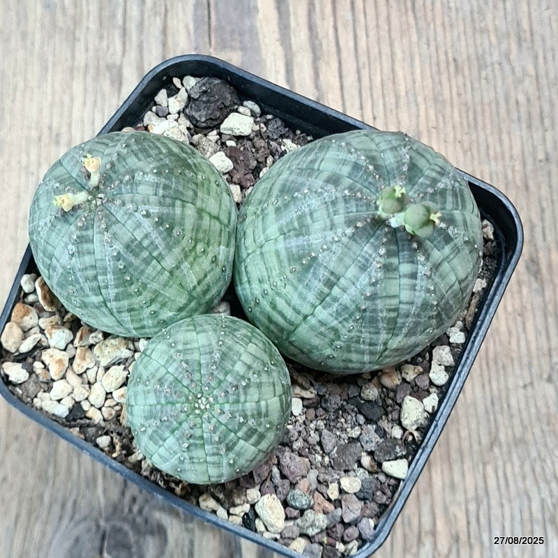 D6188 EUPHORBIA OBESA MULTIHEADS pot8-H5-W9 cm MaMa Cactus