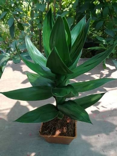 3 Pcs Lucky Bamboo ,Dracaena braunii Tall 25-35 Cm. without root