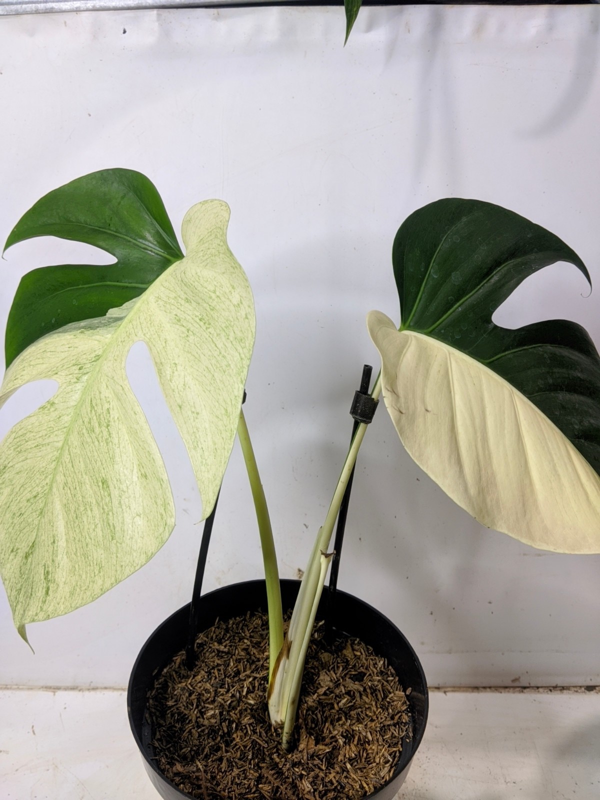 Monstera Jungle Mint Halfmoon Variegated Real Picture
