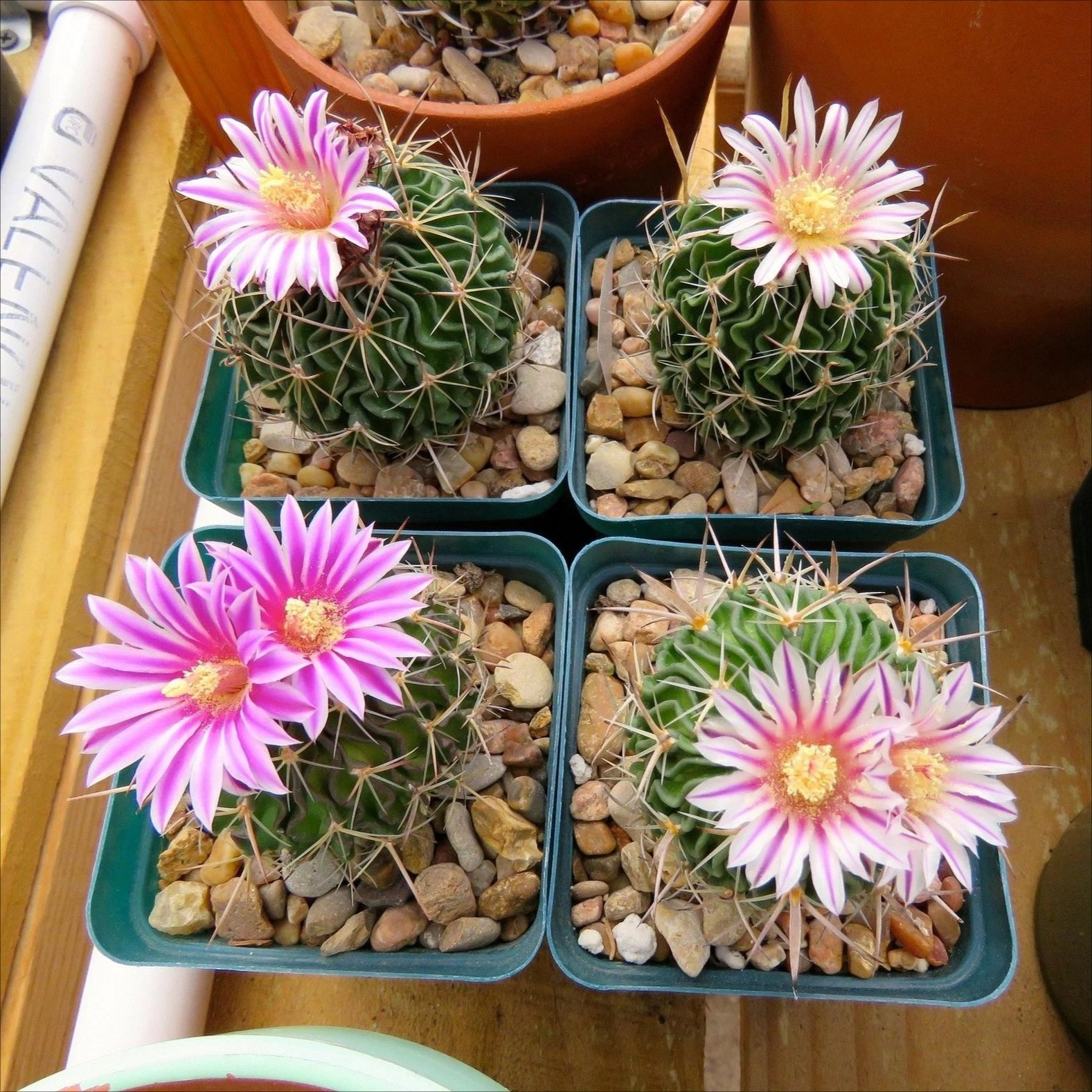 Stenocactus Multicostatus Brain Cactus Live Plant With Flower Pot