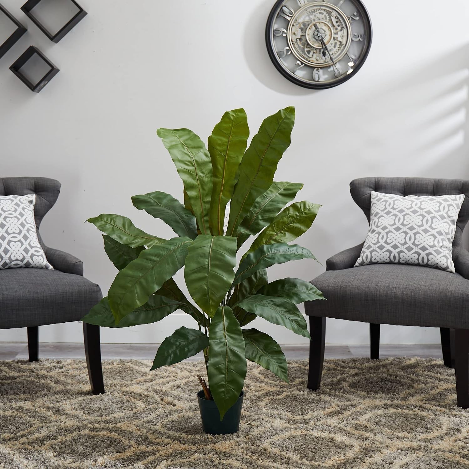 3.5ft. Birds nest Plant