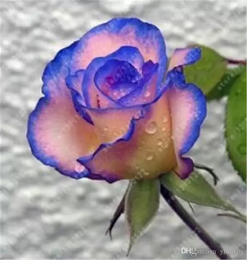 10 RARE ROSE SEEDS perennial flower garden bush plant tea USA SELLER W/TRACK