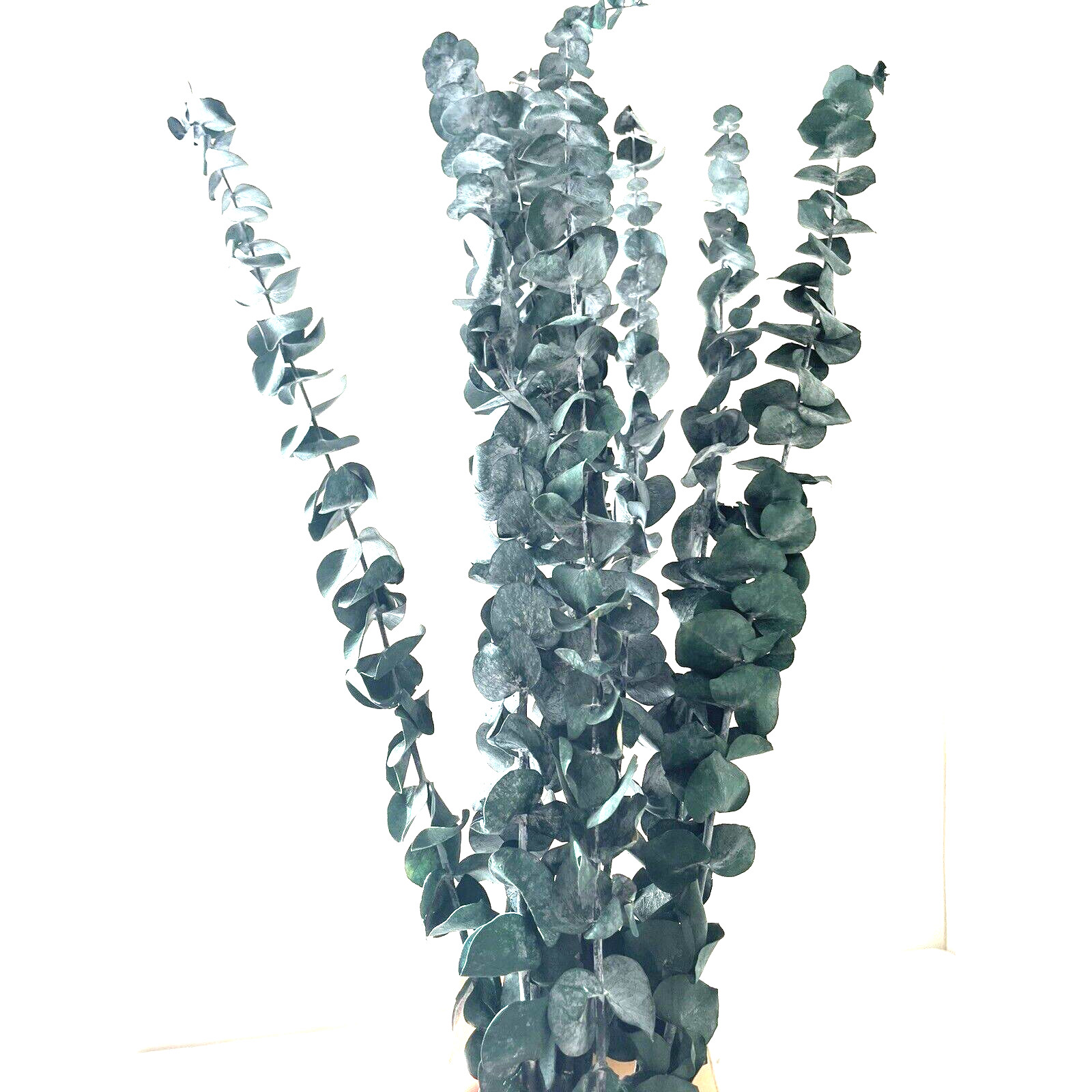 Dried Eucalyptus Bundle Fresh Eucalyptus Branches – 10 Pcs Blue