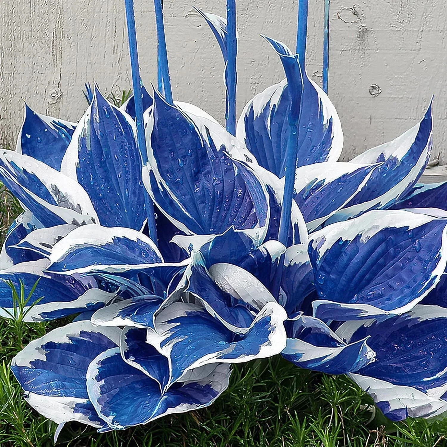 Hosta Seeds Perennial, 200pcs Hosta Plants Bulb Grow Easily Blue White Flower
