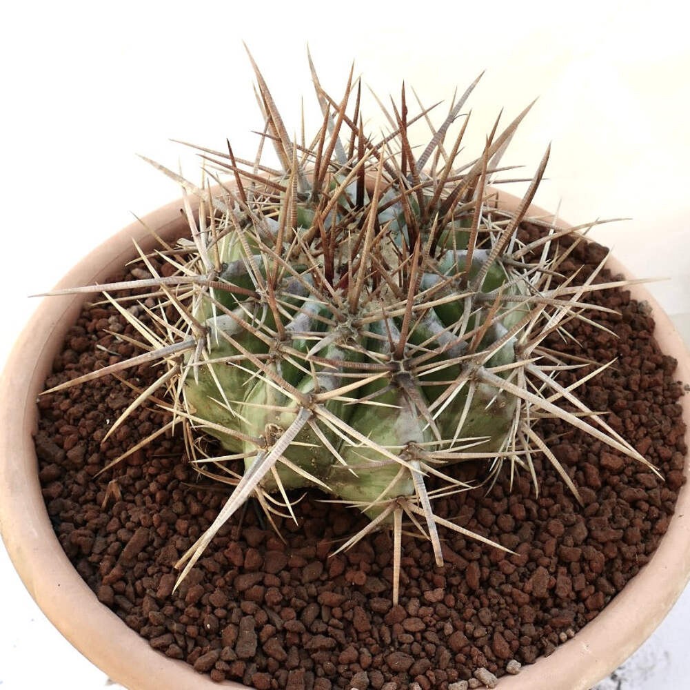 Echinocactus ingens 18cm diameter STRONG SPINES – Mexican giant cactus | Giant b