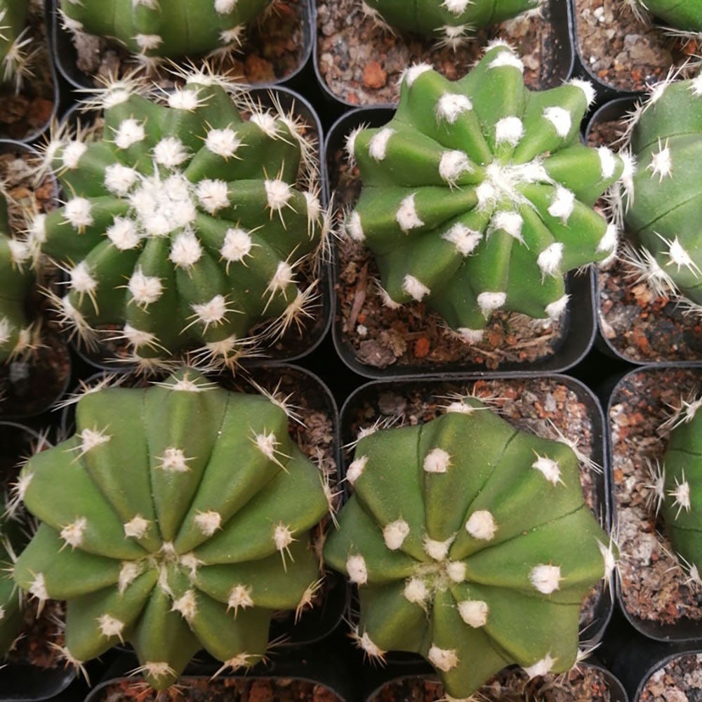 Echinopsis oxygona (Short Hair Ball Cactus) – Live Potted Plant