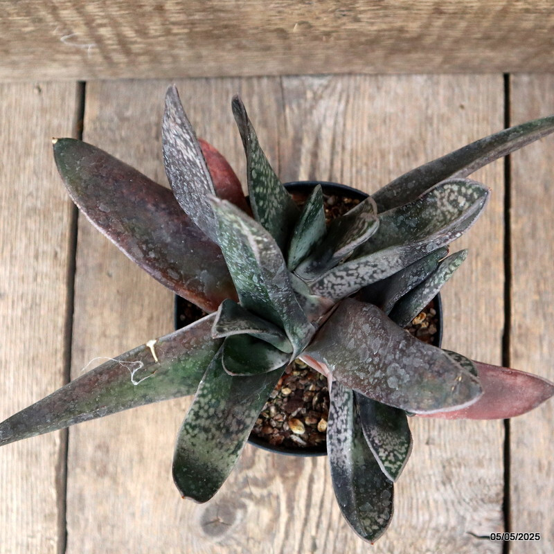 A5129 GASTERIA SP. pot12-H17-W23 cm MaMa Cactus
